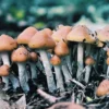 Psilocybe Azurescens Spores