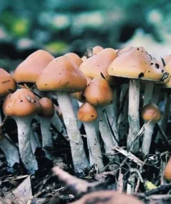 Psilocybe Azurescens Spores