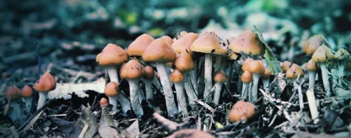 Psilocybe Azurescens Spores