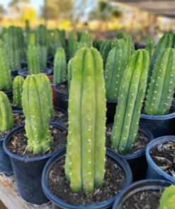 Buy San Pedro Macrogonus Online