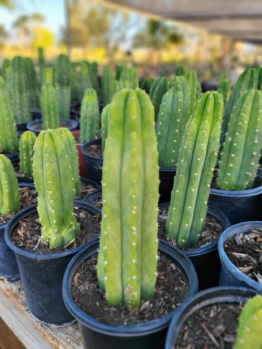 Buy San Pedro Macrogonus Online