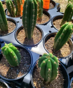 Buy Bolivian Torch Cactus