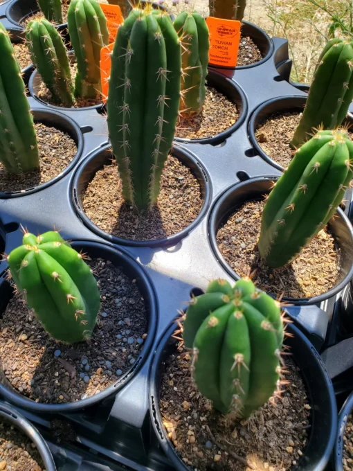 Buy Bolivian Torch Cactus