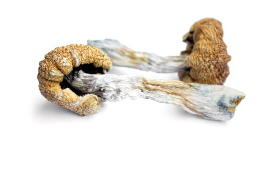 Buy Psilocybe subaeruginosa online