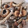 Psilocybe Mexicana Spores for Sale