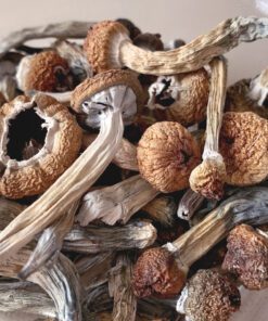 Psilocybe Mexicana Spores for Sale