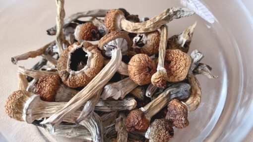 Psilocybe Mexicana Spores for Sale