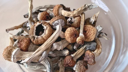 Buy Magic Mushrooms Online