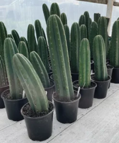 Buy San Pedro Cactus