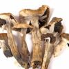 Psilocybe Stuntzii Spores for Sale