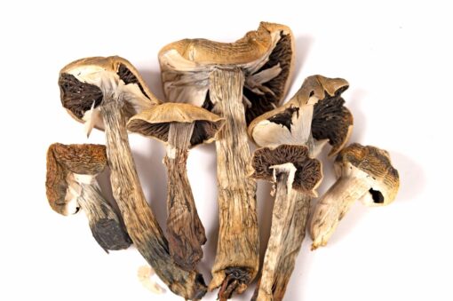 Psilocybe Stuntzii Spores for Sale