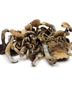 Buy Magic Mushrooms Online