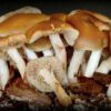 Buy Psilocybe ovoideocystidiata online