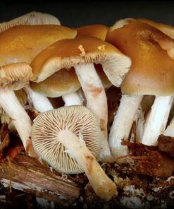 Buy Psilocybe ovoideocystidiata online