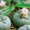 Peyote Cactus for Sale