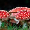 Buy Amanita Muscaria Online