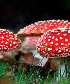 Buy Amanita Muscaria Online