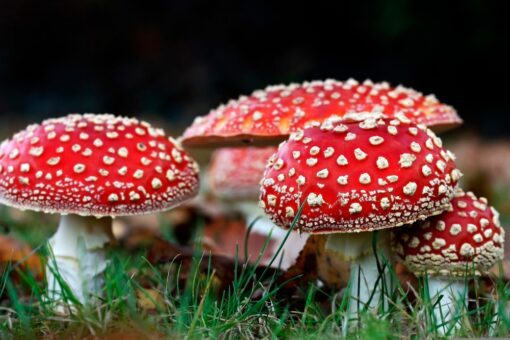 Buy Amanita Muscaria Online