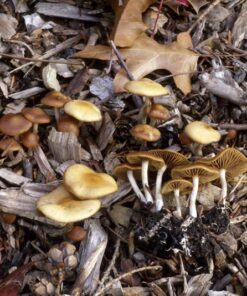 Psilocybe Cyanescens Spores