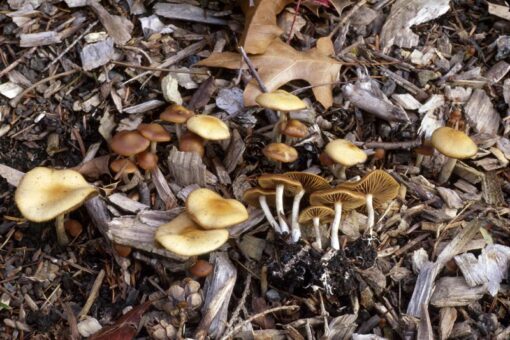 Psilocybe Cyanescens Spores